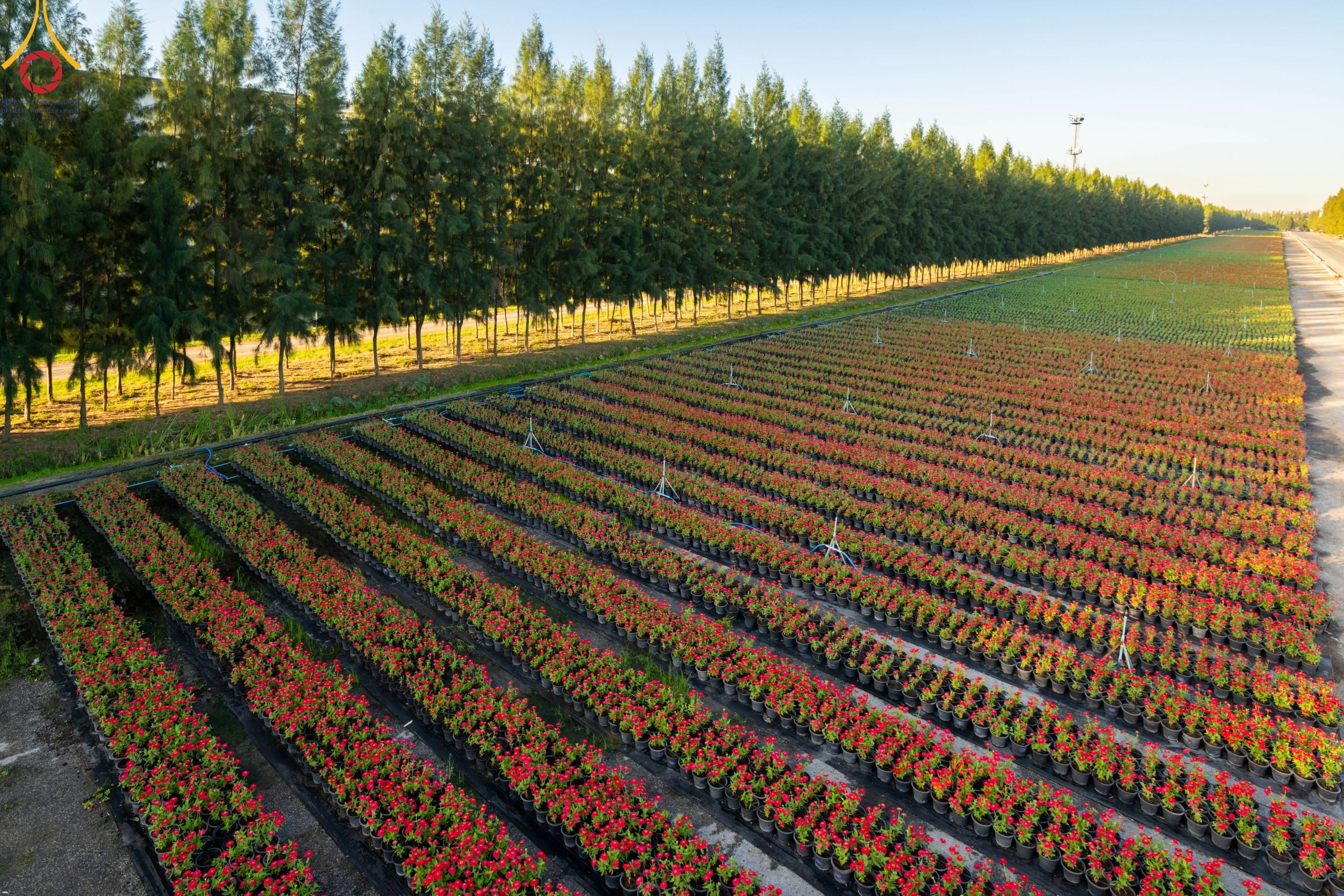 ทุ่งสวรรค์ตะวันฉาย