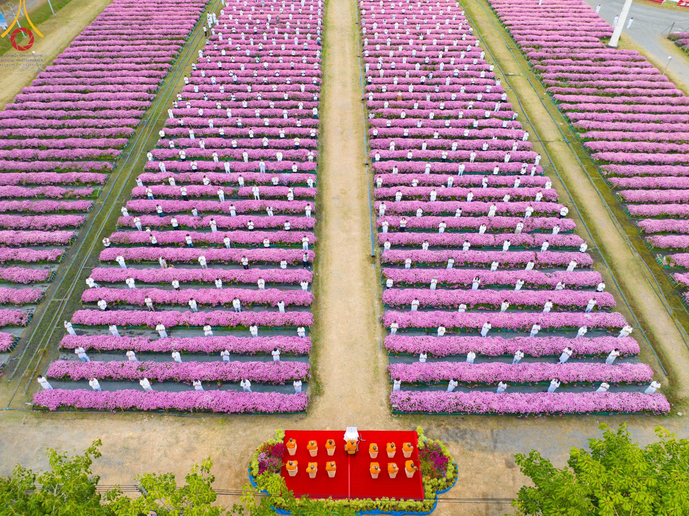 ภาพ No. 104003 : สาธุชนร่วมรับบุญเก็บดอกเบญจทรัพย์ ในวันอาทิตย์ที่ 24 ธันวาคม พ.ศ. 2566 ณ ทุ่งสวรรค์ตะวันฉาย บริเวณวัดพระธรรมกาย จ.ปทุมธานี