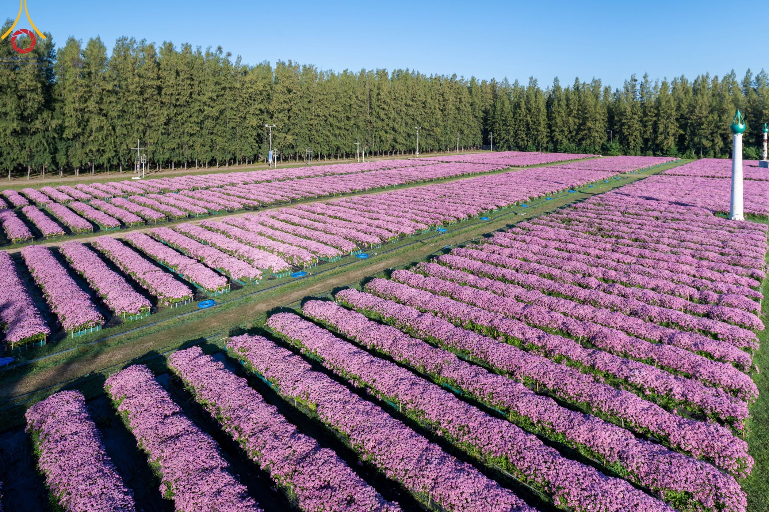 ทุ่งสวรรค์ตะวันฉาย