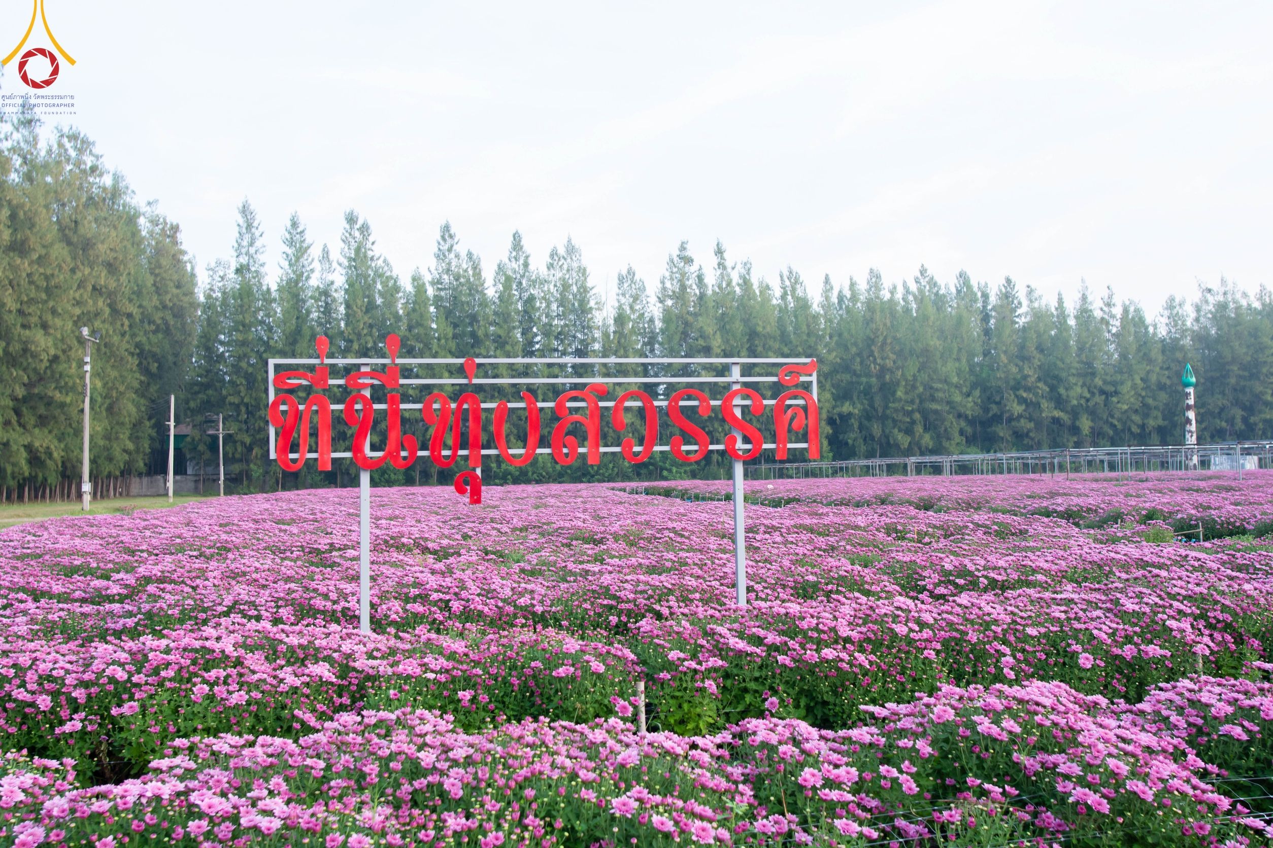 ทุ่งสวรรค์ตะวันฉาย