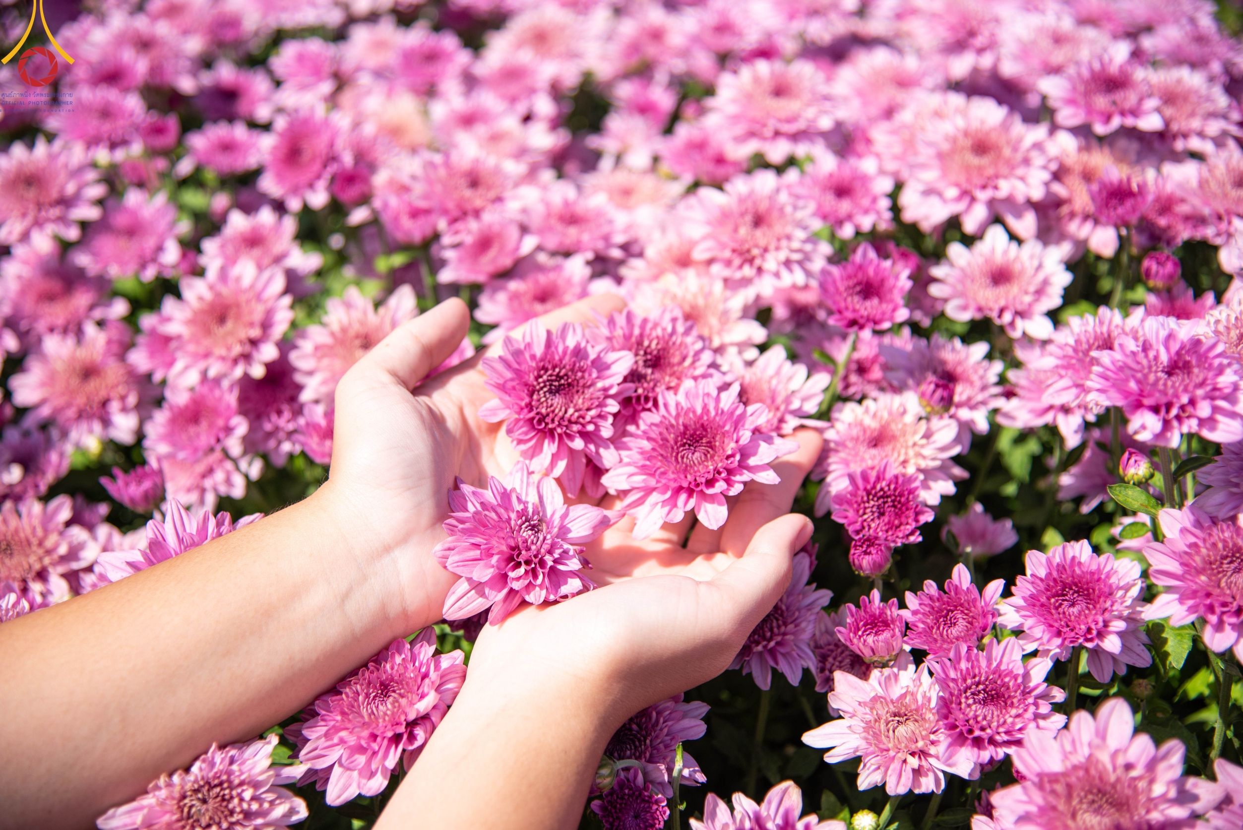 ทุ่งสวรรค์ตะวันฉาย