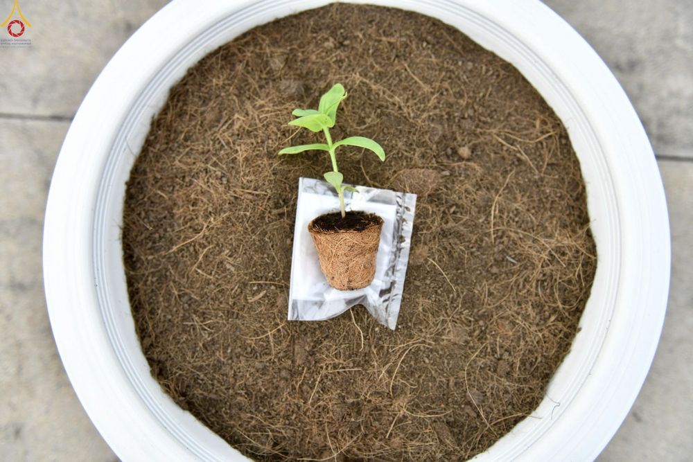 ภาพ No.252950:วันที่ 10 ตุลาคม พ.ศ. 2568 พิธีปลูกต้นทรัพย์บานชื่น ณ ลานธรรม วัดพระธรรมกาย