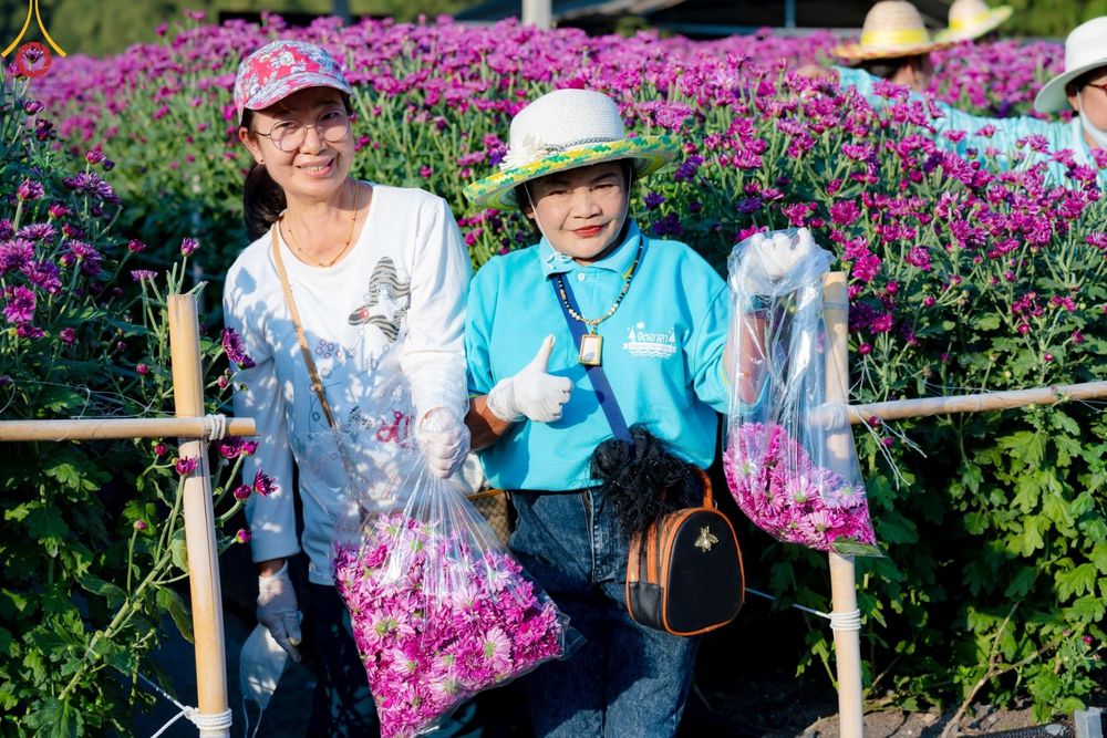 ภาพ No.186286:จิตอาสาอนุรักษ์สิ่งแวดล้อม รับบุญเก็บดอกเบญจทรัพย์ เพื่องานต้อนรับพระธรรมยาตรา ณ "ทุ่งสวรรค์ ตะวันฉาย" วัดพระธรรมกาบ วันที่ 22 ธันวาคม พ.ศ. 2567