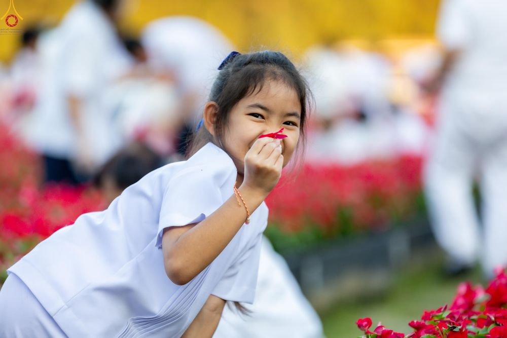 ภาพ No.281034:วันที่ 28 ธันวาคม พ.ศ.2568 กิจกรรมเก็บดอกแพงรวย ณ ทุ่งสวรรค์ตะวันฉาย วัดพระธรรมกาย