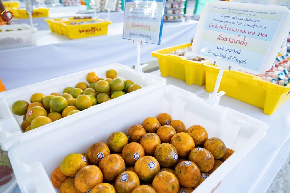 ภาพ No.71180:พิธีถวายภัตตาหารเป็นสังฆทาน แด่คณะพระธรรมยาตราฯ ในโครงการธรรมยาตราฯ ปีที่ 11 ณ อนุสรณ์สถานคลองบางนางแท่น อ.สามพราน จ.นครปฐม วันที่ 14 มกราคม พ.ศ. 2566
