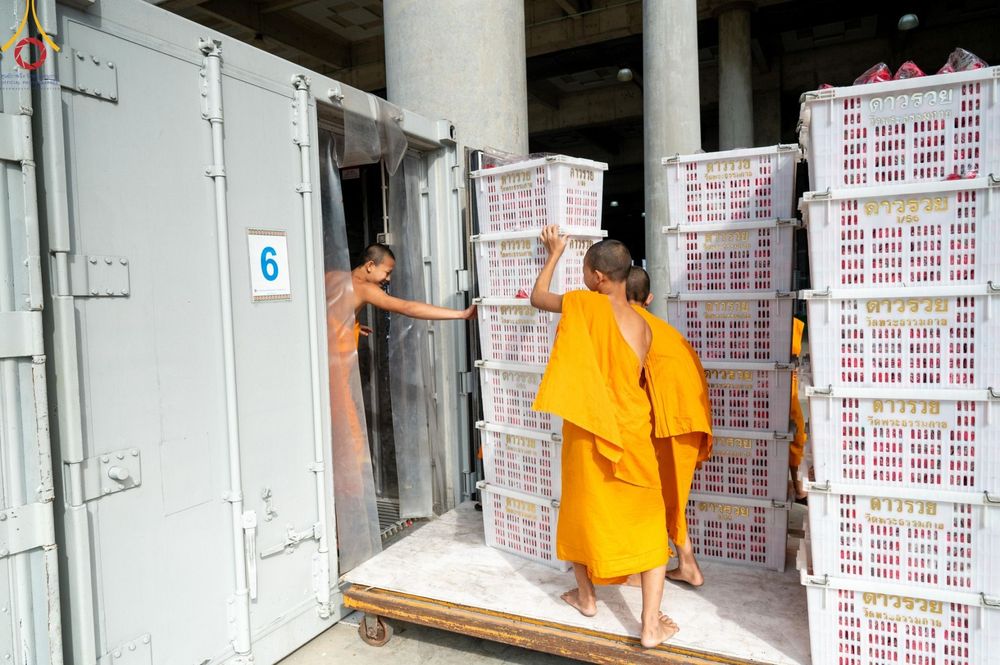 ภาพ No.187231:สาธุชน เจ้าหน้าที่ ร่วมบุญปลิดกลีบดอกไม้ เพื่อโปรยต้อนรับพระธรรมยาตรา ตั้งแต่วันที่ 26 ธันวาคม พ.ศ. 2567 ณ วิหารคด 31 วัดพระธรรมกาย