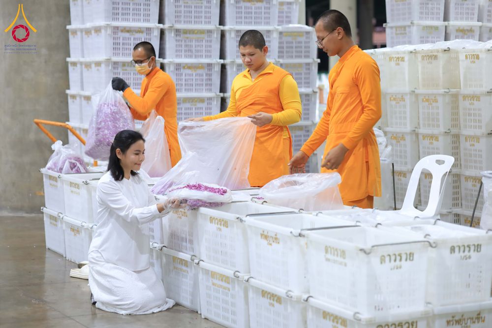 ภาพ No.303257:วันที่ 15-21 มกราคม พ.ศ.2569 ปลิดกลีบดอกเบญจทรัพย์ เพื่อโปรยต้อนรับพระธรรมยาตรา ในโครงการธรรมยาตรา กตัญญูบูชา มหาปูชนียาจารย์ พระมงคลเทพมุนี(สด จนฺทสโร) พระผู้ปราบมาร อนุสรณ์สถาน 7 แห่ง ปีที่ 14 ณ วิหารคด วัดพระธรรมกาย