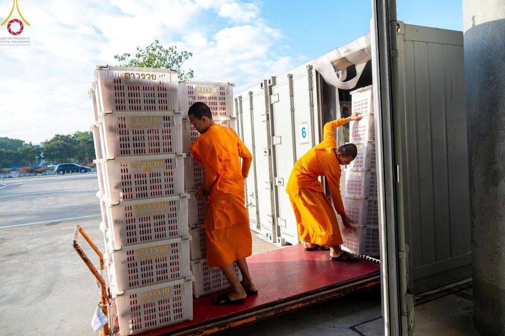 ภาพ No.187228:สาธุชน เจ้าหน้าที่ ร่วมบุญปลิดกลีบดอกไม้ เพื่อโปรยต้อนรับพระธรรมยาตรา ตั้งแต่วันที่ 26 ธันวาคม พ.ศ. 2567 ณ วิหารคด 31 วัดพระธรรมกาย