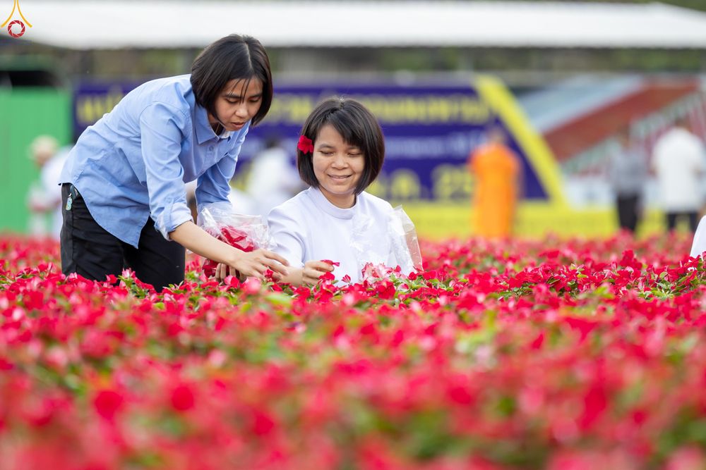 ภาพ No.281013:วันที่ 28 ธันวาคม พ.ศ.2568 กิจกรรมเก็บดอกแพงรวย ณ ทุ่งสวรรค์ตะวันฉาย วัดพระธรรมกาย