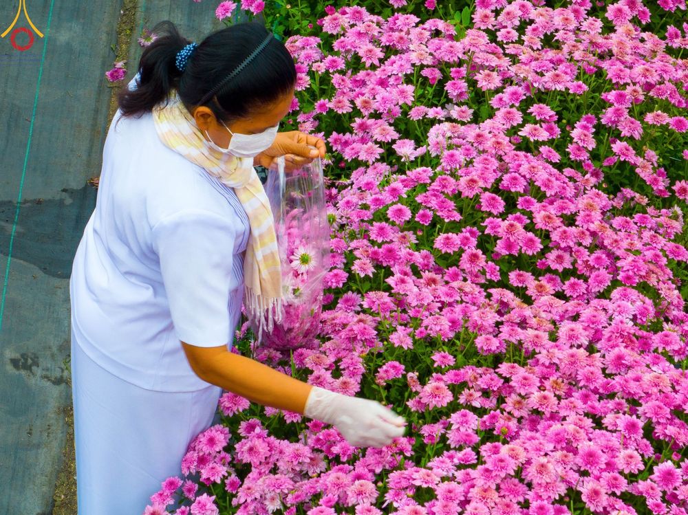 ภาพ No.104047:สาธุชนร่วมรับบุญเก็บดอกเบญจทรัพย์ ในวันอาทิตย์ที่ 24 ธันวาคม พ.ศ. 2566 ณ ทุ่งสวรรค์ตะวันฉาย บริเวณวัดพระธรรมกาย จ.ปทุมธานี