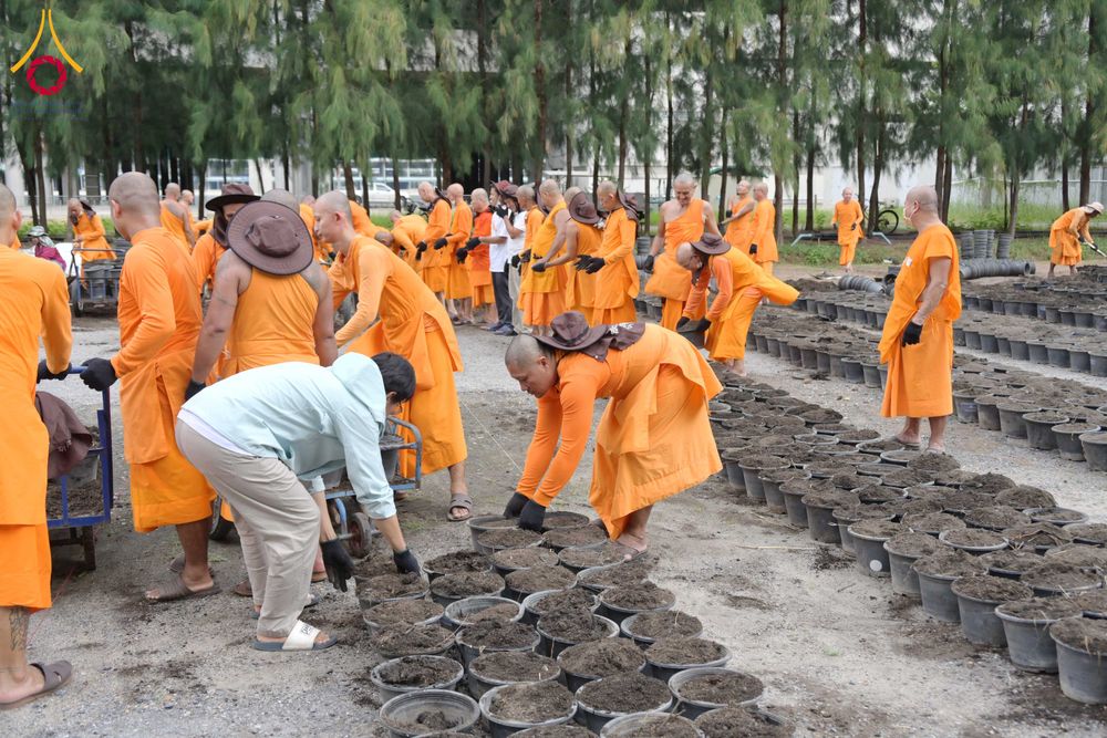 ภาพ No.346845:วันอาทิตย์ที่ 30 สิงหาคม พ.ศ.2569 การปักชำต้นกล้าเบญจทรัพย์ เพื่อเตรียมดอกไม้บูชาธรรม พระเดชพระคุณหลวงปู่ และโปรยต้อนรับพระธรรมยาตรา ปีที่ 15 ณ แปลงปลูก B ปทุมเจดีย์ วัดพระธรรมกาย