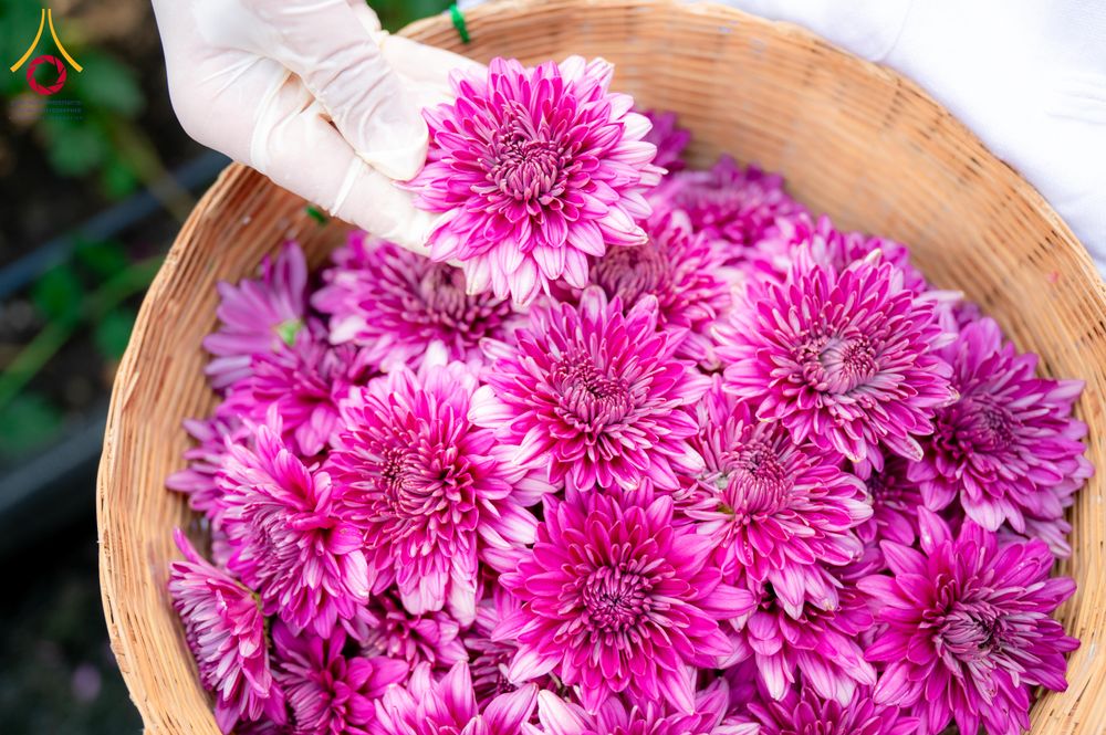 ภาพ No.285336:วันพุธที่ 10 ธันวาคม พ.ศ.2568  การเตรียมความพร้อมในโครงการธรรมยาตรา กตัญญูบูชา มหาปูชนียาจารย์ พระมงคลเทพมุนี(สด จนฺทสโร) พระผู้ปราบมาร อนุสรณ์สถาน 7 แห่ง ปีที่ 14 เก็บดอกเบญจทรัพย์ ณ วัดพระธรรมกาย