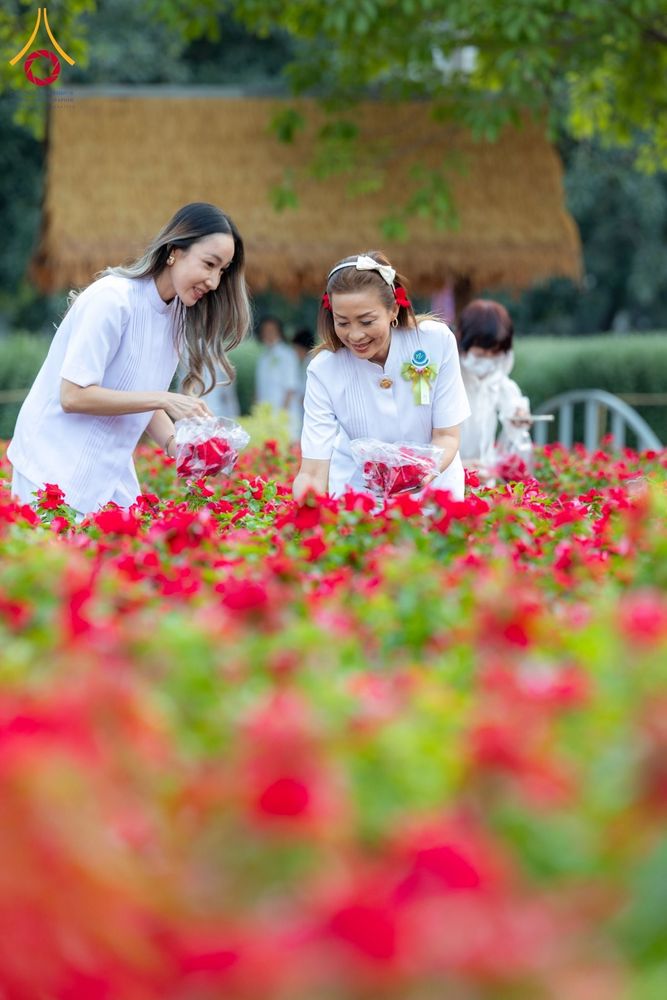 ภาพ No.185508:กิจกรรมเก็บดอกแพงรวย วันอาทิตย์ที่ 22 ธันวาคม พ.ศ. 2567 ณ ทุ่งสวรรค์ ตะวันฉาย วัดพระธรรมกาย