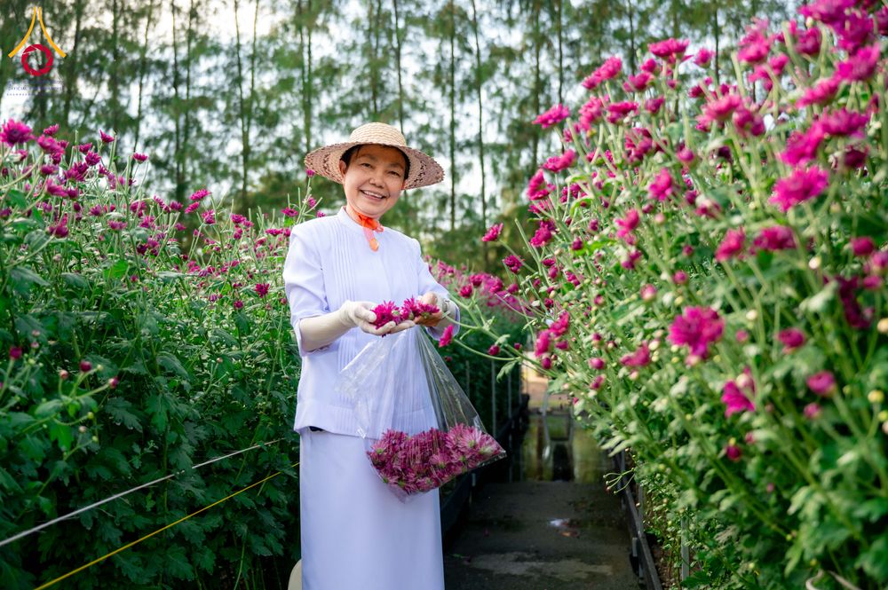 ภาพ No.285340:วันพุธที่ 10 ธันวาคม พ.ศ.2568  การเตรียมความพร้อมในโครงการธรรมยาตรา กตัญญูบูชา มหาปูชนียาจารย์ พระมงคลเทพมุนี(สด จนฺทสโร) พระผู้ปราบมาร อนุสรณ์สถาน 7 แห่ง ปีที่ 14 เก็บดอกเบญจทรัพย์ ณ วัดพระธรรมกาย
