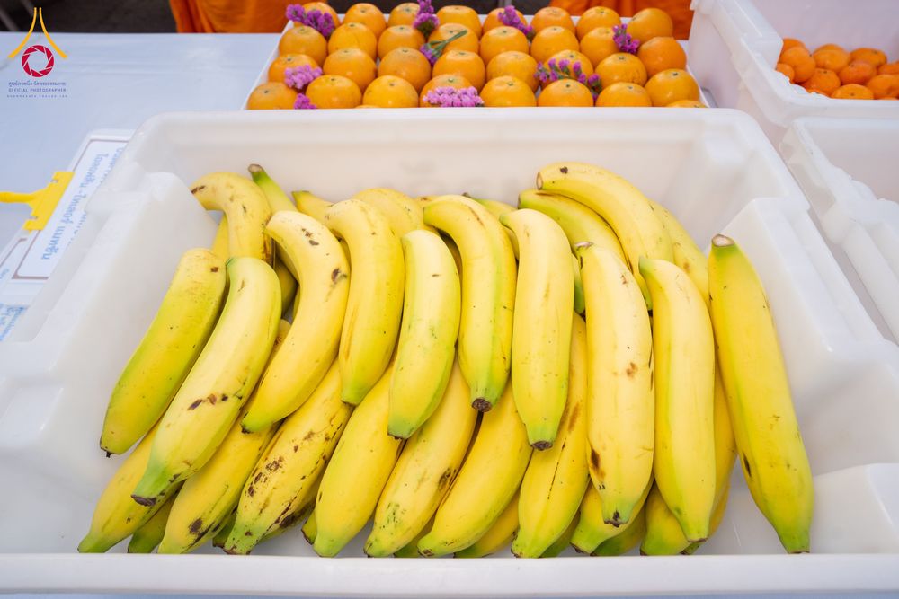 ภาพ No.293567:วันที่ 13 มกราคม พ.ศ. 2569 พิธีถวายภัตตาหารเป็นสังฆทาน แด่พระธรรมยาตรา ณ อนุสรณ์สถานมหาวิหารพระมงคลเทพมุนี (โลตัสแลนด์) อ.สองพี่น้อง จ.สุพรรณบุรี ในโครงการธรรมยาตรา กตัญญูบูชา มหาปูชนียาจารย์ พระมงคลเทพมุนี(สด จนฺทสโร) พระผู้ปราบมาร อนุสรณ์สถาน 7 แห่ง ปี