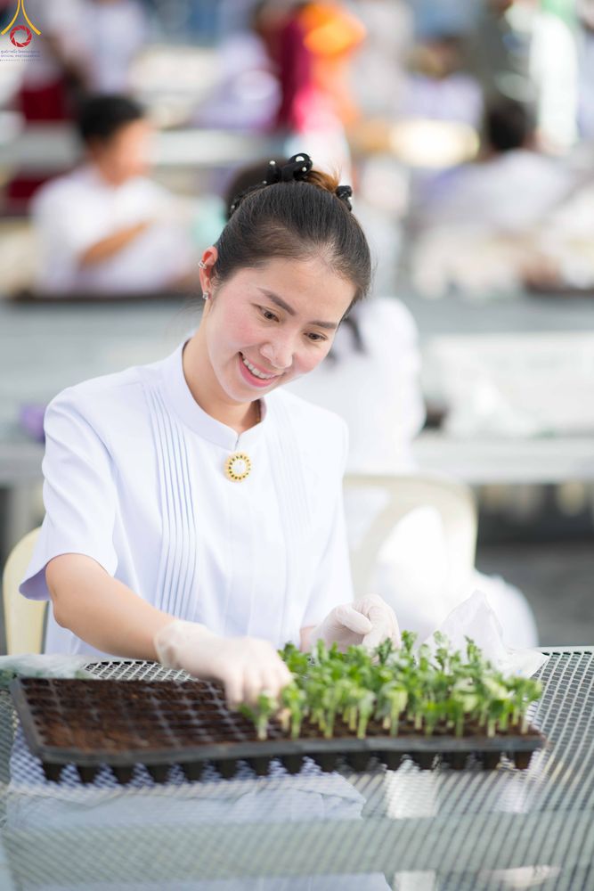 ภาพ No.344027:วันที่ 16 สิงหาคม พ.ศ.2569 การปักชำต้นกล้าเบญจทรัพย์ เพื่อเตรียมดอกไม้บูชาธรรม พระเดชพระคุณหลวงปู่ และโปรยต้อนรับพระธรรมยาตรา ปีที่ 15 ณ โรงเรือนปักชำประตู 8 วัดพระธรรมกาย