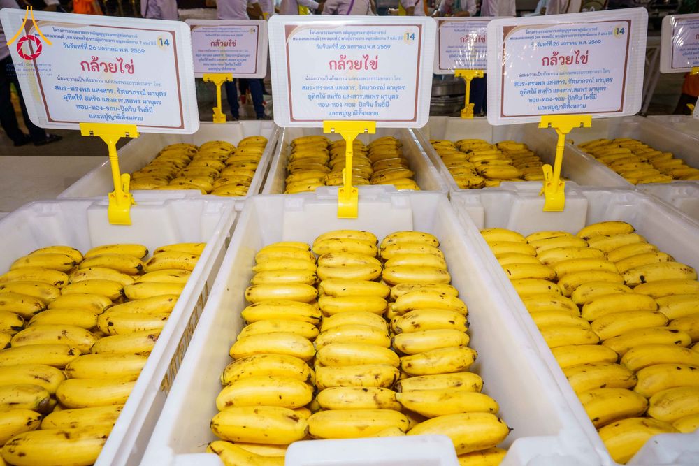 ภาพ No.303141:วันที่ 26 มกราคม พ.ศ. 2569 พิธีถวายภัตตาหารเป็นสังฆทาน แด่พระธรรมยาตรา ณ วัดพระธรรมกาย  จังหวัดปทุมธานี ในโครงการธรรมยาตรา กตัญญูบูชา มหาปูชนียาจารย์ พระมงคลเทพมุนี(สด จนฺทสโร) พระผู้ปราบมาร อนุสรณ์สถาน 7 แห่ง ปีที่ 14