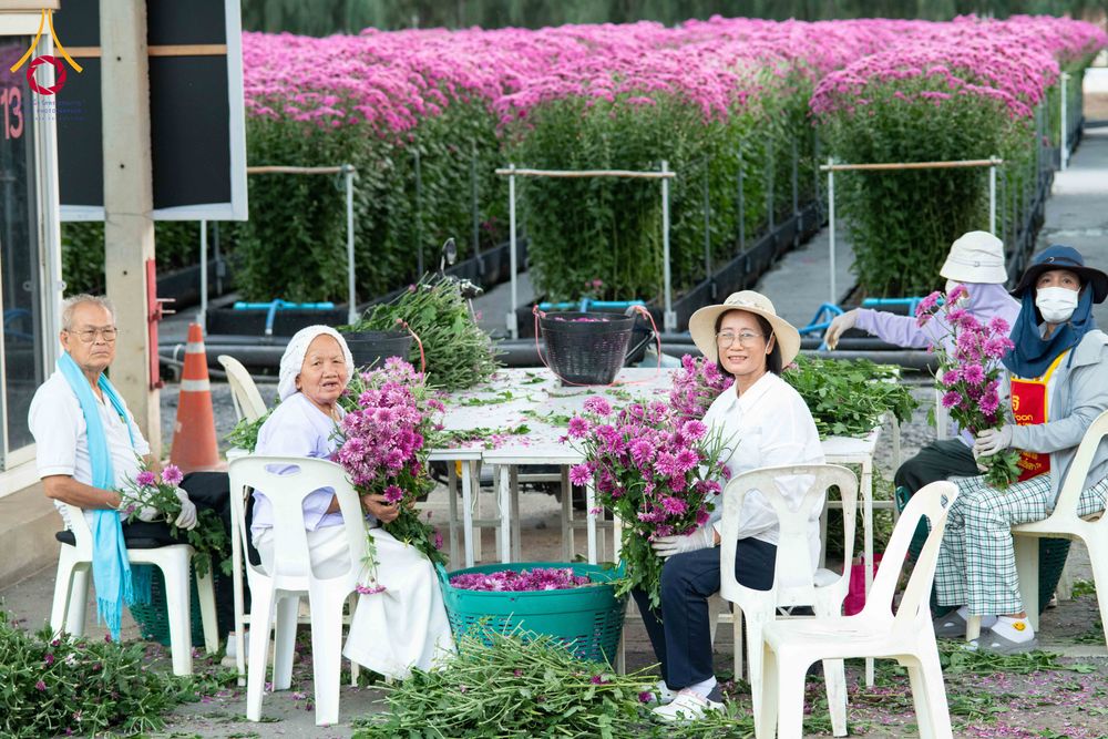 ภาพ No.279408:วันที่ 19-26 ธันวาคม พ.ศ. 2568 และ วันที่ 1 มกราคม พ.ศ.2569 รับบุญปลิดกลีบดอกไม้ เพื่อโปรยต้อนรับพระธรรมยาตรา