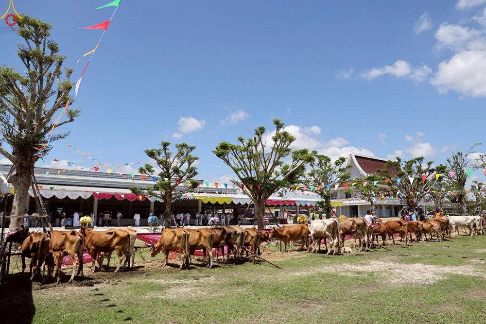 ภาพ No.241554:วันเสาร์ที่ 23 สิงหาคม พ.ศ. 2568 พิธีบุพเปตพลีนานาชาติ ปีที่ 12 ณ ศูนย์ปฏิบัติธรรมภาคใต้ อ.บางกล่ำ จ.สงขลา