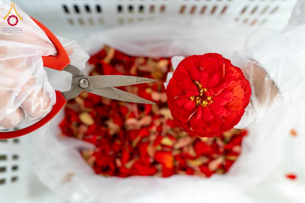 ภาพ No.279480:วันที่ 19-26 ธันวาคม พ.ศ. 2568 และ วันที่ 1 มกราคม พ.ศ.2569 รับบุญปลิดกลีบดอกไม้ เพื่อโปรยต้อนรับพระธรรมยาตรา