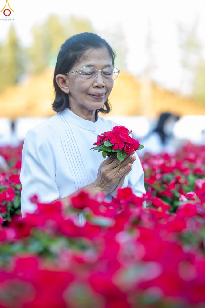 ภาพ No.280915:วันที่ 28 ธันวาคม พ.ศ.2568 กิจกรรมเก็บดอกแพงรวย ณ ทุ่งสวรรค์ตะวันฉาย วัดพระธรรมกาย