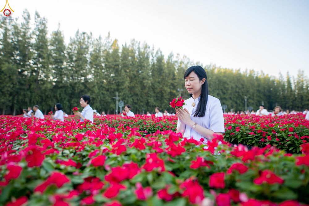 ภาพ No.280905:วันที่ 28 ธันวาคม พ.ศ.2568 กิจกรรมเก็บดอกแพงรวย ณ ทุ่งสวรรค์ตะวันฉาย วัดพระธรรมกาย