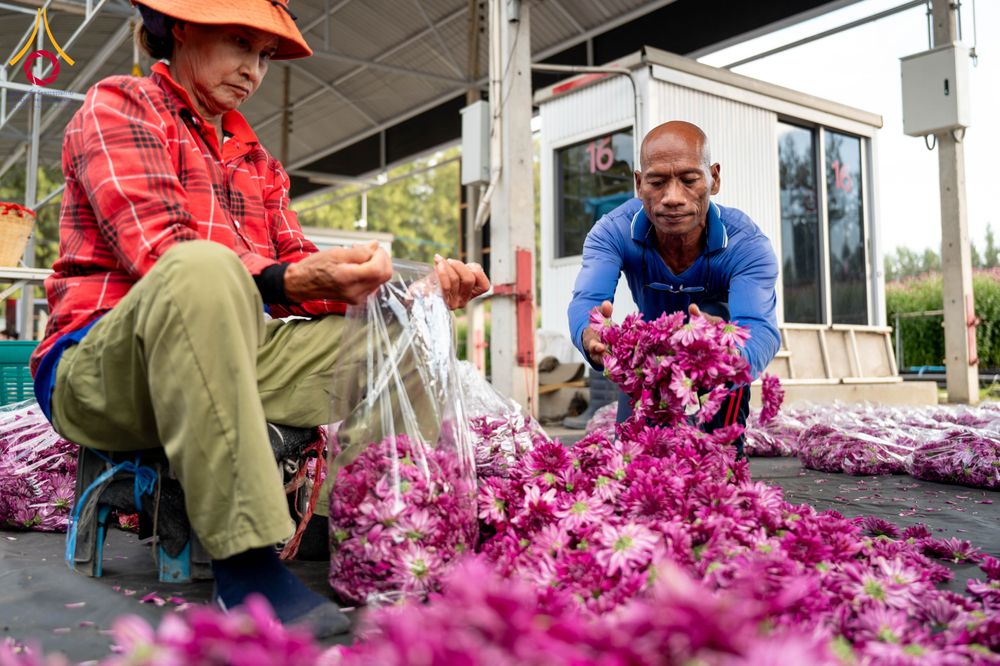 ภาพ No.285349:วันพุธที่ 10 ธันวาคม พ.ศ.2568  การเตรียมความพร้อมในโครงการธรรมยาตรา กตัญญูบูชา มหาปูชนียาจารย์ พระมงคลเทพมุนี(สด จนฺทสโร) พระผู้ปราบมาร อนุสรณ์สถาน 7 แห่ง ปีที่ 14 เก็บดอกเบญจทรัพย์ ณ วัดพระธรรมกาย
