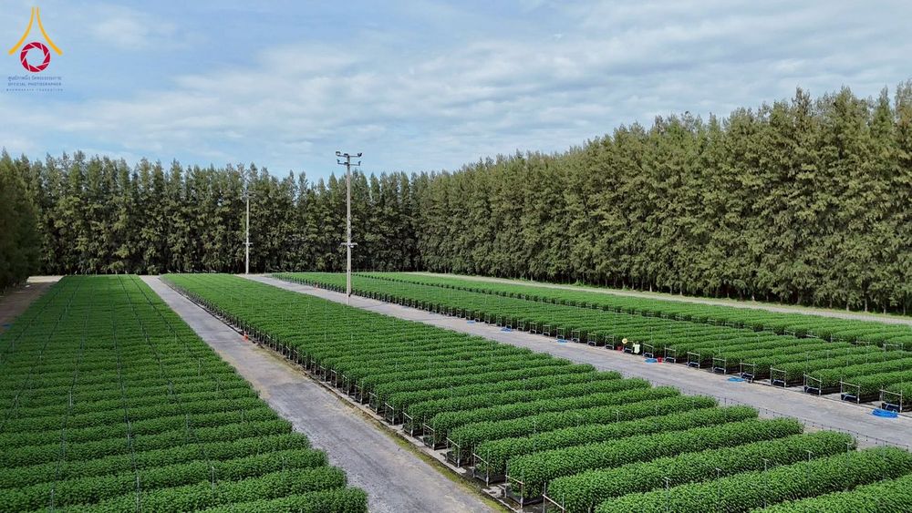 ภาพ No.271956:วันที่ 22 พฤศจิกายน พ.ศ. 2568 ผู้ว่าฯ ปทุมธานี ลงพื้นที่เยี่ยม “อำเภอคลองหลวง” พร้อมชมการเตรียมความพร้อมเทศกาลสวนดอกไม้ปทุมธานี “ทุ่งสวรรค์ ตะวันฉาย” ณ วัดพระธรรมกาย