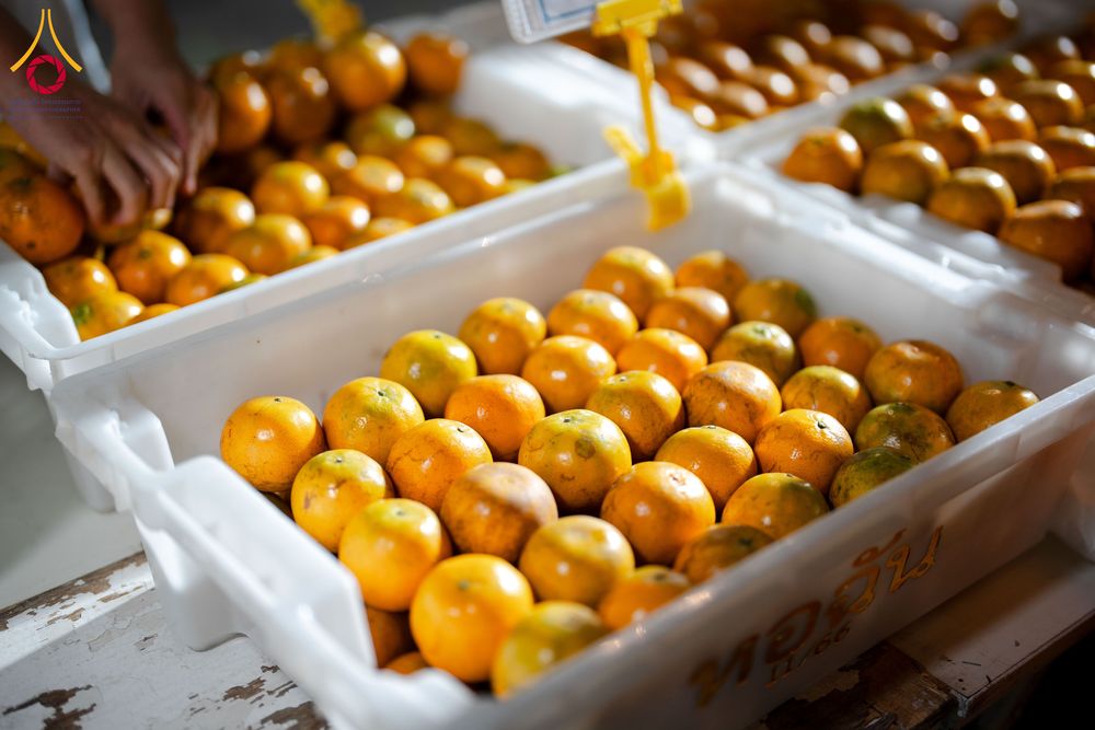 ภาพ No.288207:วันที่ 5 มกราคม พ.ศ. 2569 พิธีถวายภัตตาหารเป็นสังฆทาน แด่พระธรรมยาตรา ในโครงการธรรมยาตรา กตัญญูบูชา มหาปูชนียาจารย์ พระมงคลเทพมุนี(สด จนฺทสโร) พระผู้ปราบมาร อนุสรณ์สถาน 7 แห่ง ปีที่ 14 ณ อนุสรณ์สถานมหาวิหารพระมงคลเทพมุนี (โลตัสแลนด์) อ.สองพี่น้อง จ.สุพรร