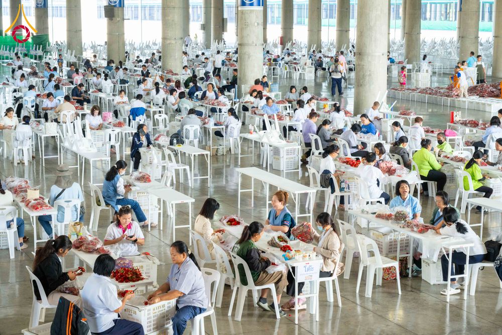 ภาพ No.279465:วันที่ 19-26 ธันวาคม พ.ศ. 2568 และ วันที่ 1 มกราคม พ.ศ.2569 รับบุญปลิดกลีบดอกไม้ เพื่อโปรยต้อนรับพระธรรมยาตรา