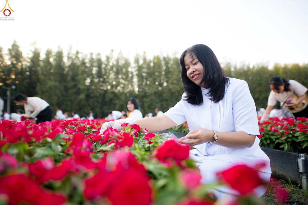 ภาพ No.281003:วันที่ 28 ธันวาคม พ.ศ.2568 กิจกรรมเก็บดอกแพงรวย ณ ทุ่งสวรรค์ตะวันฉาย วัดพระธรรมกาย