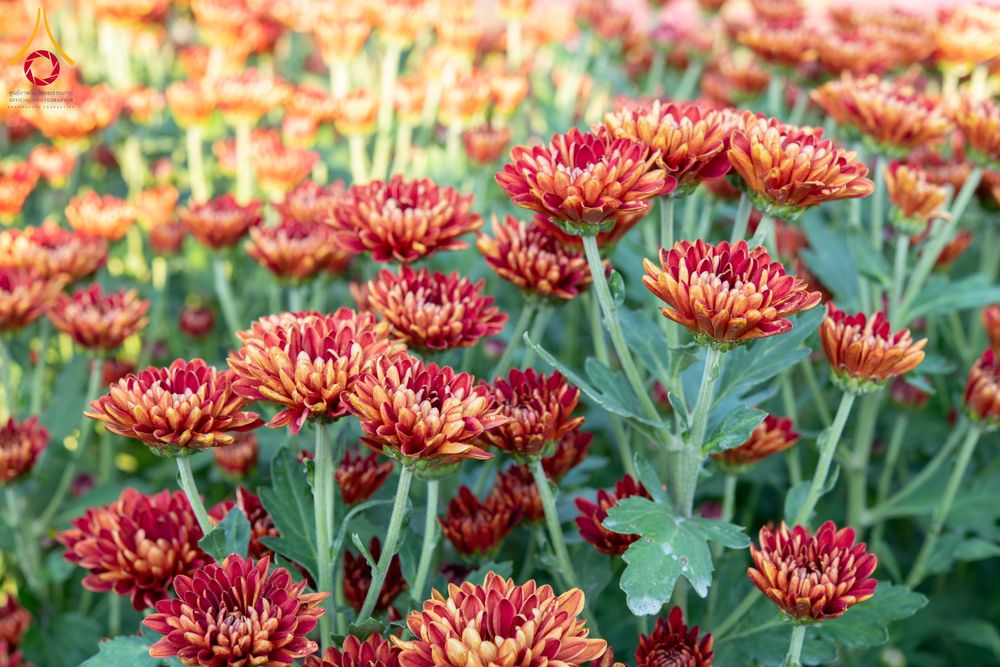 ภาพ No.279404:วันที่ 19-26 ธันวาคม พ.ศ. 2568 และ วันที่ 1 มกราคม พ.ศ.2569 รับบุญปลิดกลีบดอกไม้ เพื่อโปรยต้อนรับพระธรรมยาตรา