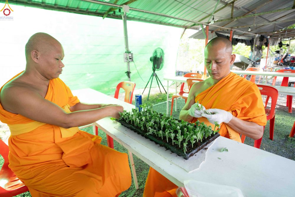 ภาพ No.343920:วันที่ 16 สิงหาคม พ.ศ.2569 การปักชำต้นกล้าเบญจทรัพย์ เพื่อเตรียมดอกไม้บูชาธรรม พระเดชพระคุณหลวงปู่ และโปรยต้อนรับพระธรรมยาตรา ปีที่ 15 ณ โรงเรือนปักชำประตู 8 วัดพระธรรมกาย