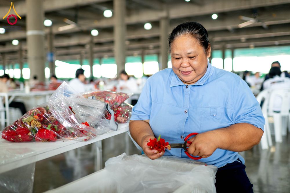 ภาพ No.279442:วันที่ 19-26 ธันวาคม พ.ศ. 2568 และ วันที่ 1 มกราคม พ.ศ.2569 รับบุญปลิดกลีบดอกไม้ เพื่อโปรยต้อนรับพระธรรมยาตรา