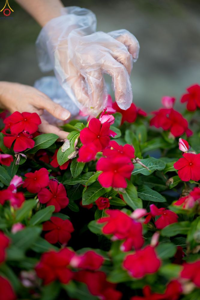 ภาพ No.281026:วันที่ 28 ธันวาคม พ.ศ.2568 กิจกรรมเก็บดอกแพงรวย ณ ทุ่งสวรรค์ตะวันฉาย วัดพระธรรมกาย