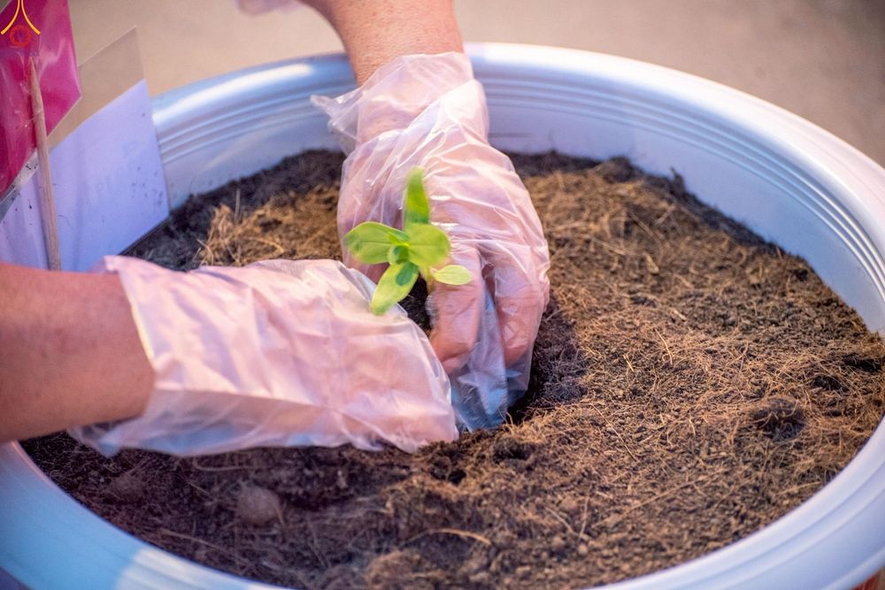 ภาพ No.253060:วันที่ 10 ตุลาคม พ.ศ. 2568 พิธีปลูกต้นทรัพย์บานชื่น ณ ลานธรรม วัดพระธรรมกาย