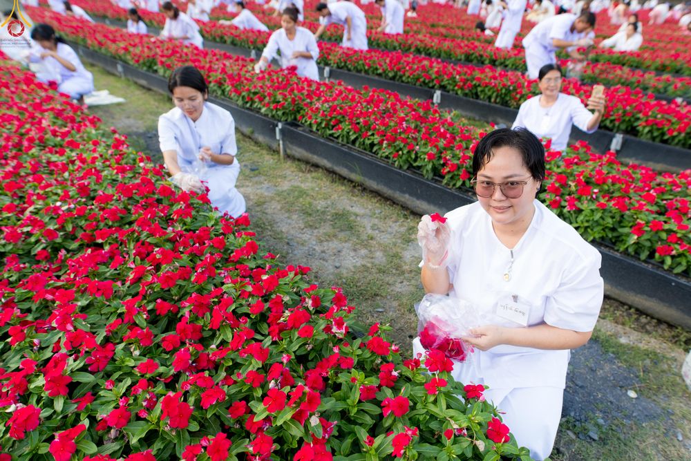 ภาพ No.281004:วันที่ 28 ธันวาคม พ.ศ.2568 กิจกรรมเก็บดอกแพงรวย ณ ทุ่งสวรรค์ตะวันฉาย วัดพระธรรมกาย