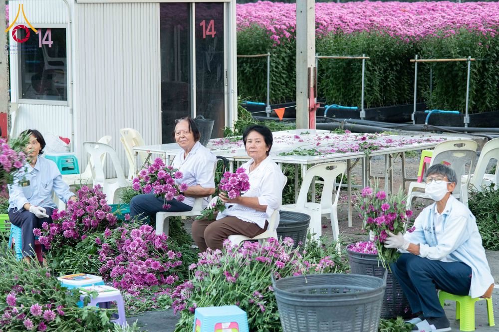 ภาพ No.279409:วันที่ 19-26 ธันวาคม พ.ศ. 2568 และ วันที่ 1 มกราคม พ.ศ.2569 รับบุญปลิดกลีบดอกไม้ เพื่อโปรยต้อนรับพระธรรมยาตรา