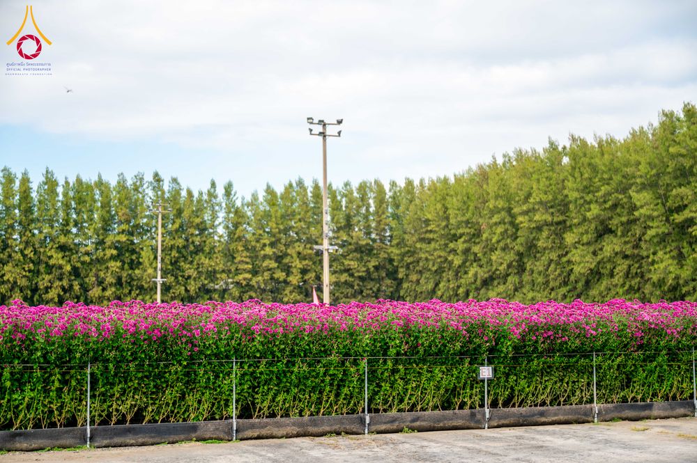 ภาพ No.285353:วันพุธที่ 10 ธันวาคม พ.ศ.2568  การเตรียมความพร้อมในโครงการธรรมยาตรา กตัญญูบูชา มหาปูชนียาจารย์ พระมงคลเทพมุนี(สด จนฺทสโร) พระผู้ปราบมาร อนุสรณ์สถาน 7 แห่ง ปีที่ 14 เก็บดอกเบญจทรัพย์ ณ วัดพระธรรมกาย