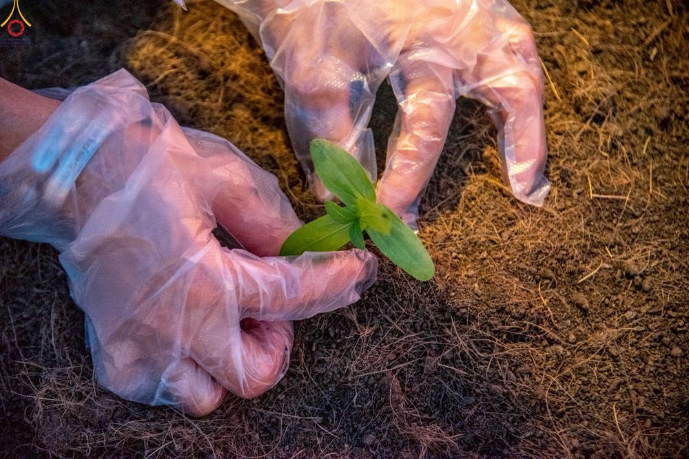 ภาพ No.253061:วันที่ 10 ตุลาคม พ.ศ. 2568 พิธีปลูกต้นทรัพย์บานชื่น ณ ลานธรรม วัดพระธรรมกาย