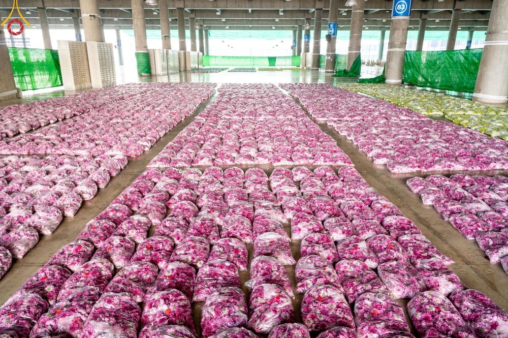 ภาพ No.187245:สาธุชน เจ้าหน้าที่ ร่วมบุญปลิดกลีบดอกไม้ เพื่อโปรยต้อนรับพระธรรมยาตรา ตั้งแต่วันที่ 26 ธันวาคม พ.ศ. 2567 ณ วิหารคด 31 วัดพระธรรมกาย