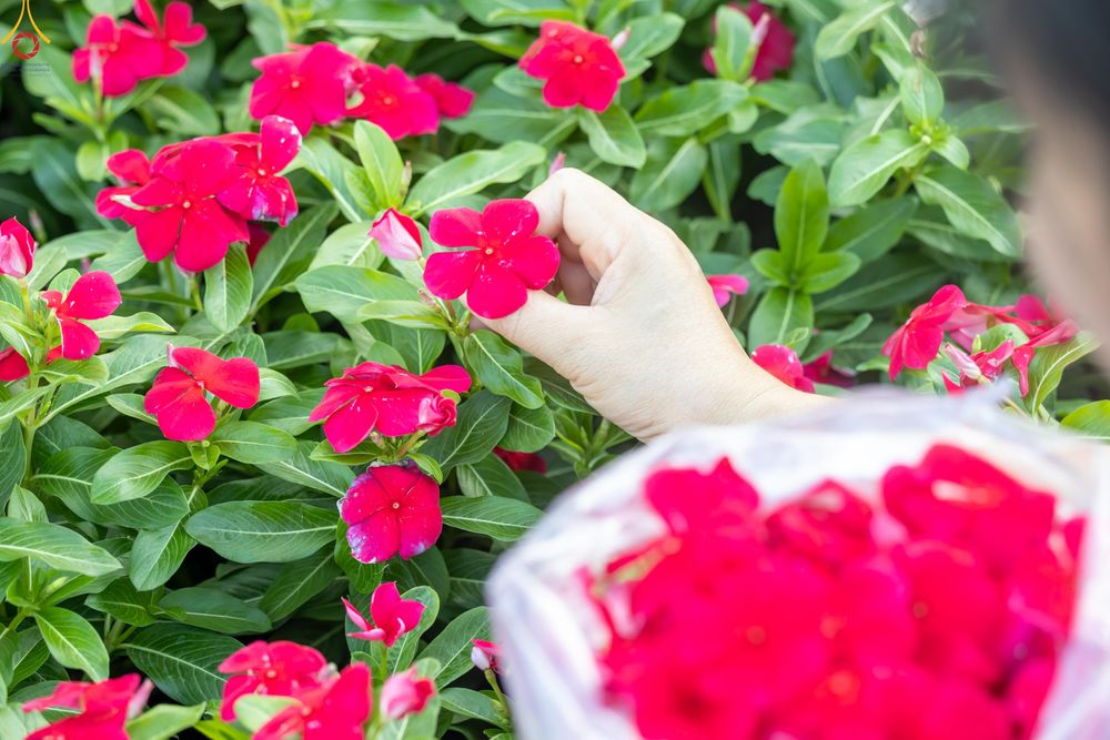 ภาพ No.281012:วันที่ 28 ธันวาคม พ.ศ.2568 กิจกรรมเก็บดอกแพงรวย ณ ทุ่งสวรรค์ตะวันฉาย วัดพระธรรมกาย