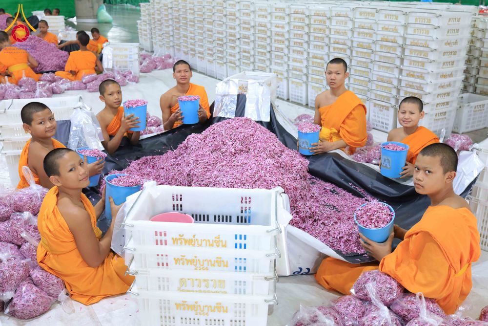 ภาพ No.303246:วันที่ 15-21 มกราคม พ.ศ.2569 ปลิดกลีบดอกเบญจทรัพย์ เพื่อโปรยต้อนรับพระธรรมยาตรา ในโครงการธรรมยาตรา กตัญญูบูชา มหาปูชนียาจารย์ พระมงคลเทพมุนี(สด จนฺทสโร) พระผู้ปราบมาร อนุสรณ์สถาน 7 แห่ง ปีที่ 14 ณ วิหารคด วัดพระธรรมกาย