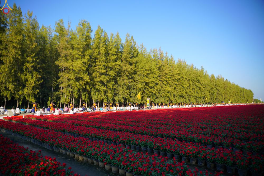 ภาพ No.287167:วันที่ 2 มกราคม พ.ศ.2569 พิธีต้อนรับพระธรรมยาตรา ครั้งที่ 1 (ภาพชุดที่ 2) ณ วัดพระธรรมกาย (วิหารหลวงปู่ - พระมหาธรรมกายเจดีย์)