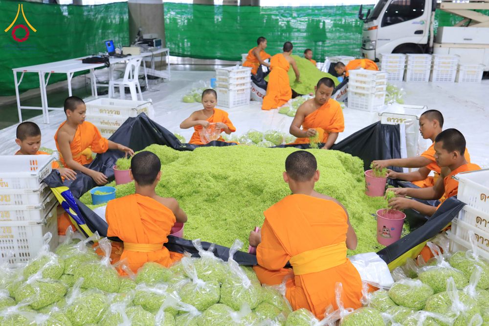 ภาพ No.303250:วันที่ 15-21 มกราคม พ.ศ.2569 ปลิดกลีบดอกเบญจทรัพย์ เพื่อโปรยต้อนรับพระธรรมยาตรา ในโครงการธรรมยาตรา กตัญญูบูชา มหาปูชนียาจารย์ พระมงคลเทพมุนี(สด จนฺทสโร) พระผู้ปราบมาร อนุสรณ์สถาน 7 แห่ง ปีที่ 14 ณ วิหารคด วัดพระธรรมกาย