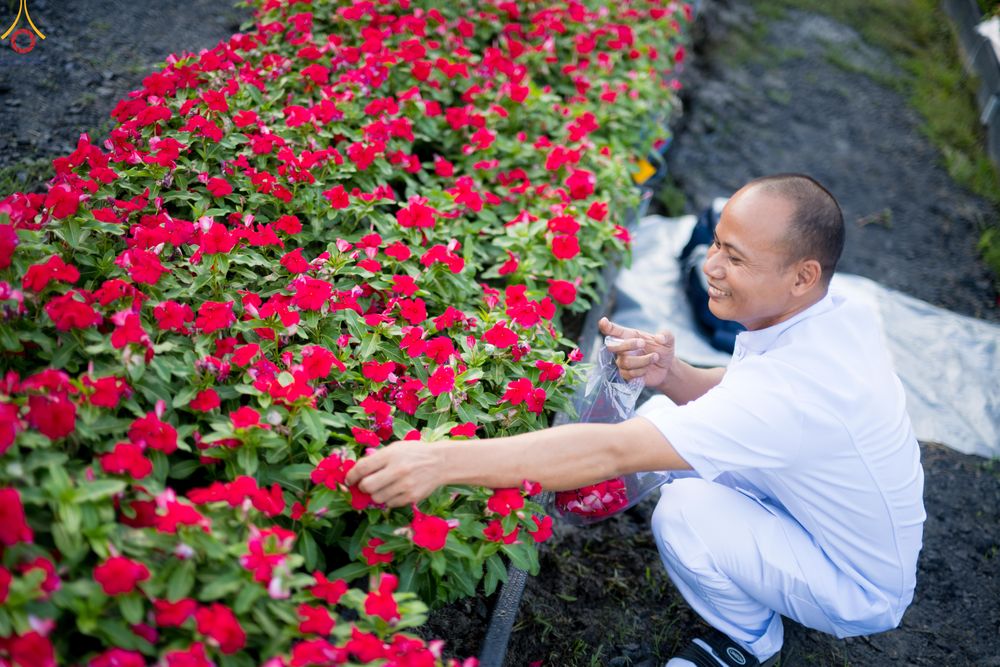 ภาพ No.281009:วันที่ 28 ธันวาคม พ.ศ.2568 กิจกรรมเก็บดอกแพงรวย ณ ทุ่งสวรรค์ตะวันฉาย วัดพระธรรมกาย