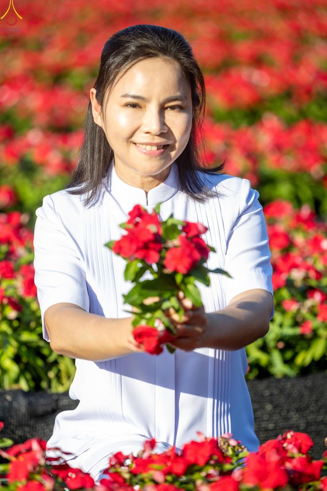 ภาพ No.281015:วันที่ 28 ธันวาคม พ.ศ.2568 กิจกรรมเก็บดอกแพงรวย ณ ทุ่งสวรรค์ตะวันฉาย วัดพระธรรมกาย