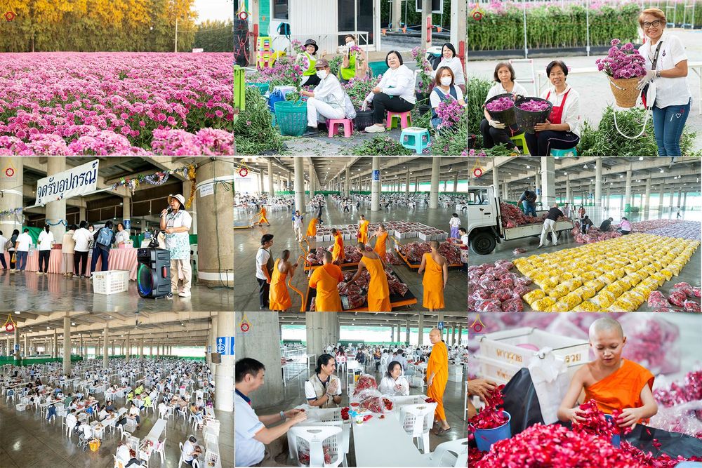 ภาพ No.279396:วันที่ 19-26 ธันวาคม พ.ศ. 2568 และ วันที่ 1 มกราคม พ.ศ.2569 รับบุญปลิดกลีบดอกไม้ เพื่อโปรยต้อนรับพระธรรมยาตรา