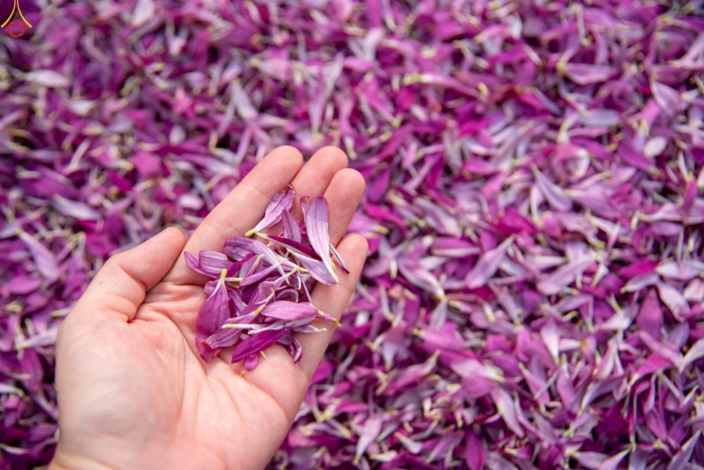 ภาพ No.295007:วันที่ 14 มกราคม พ.ศ. 2569 พิธีต้อนรับพระธรรมยาตรา อนุสรณ์สถานลำดับที่ 4  สถานที่เกิดด้วยกายธรรม ณ วัดโบสถ์บน ต.บางคูเวียง จ.นนทบุรี ในโครงการธรรมยาตรา กตัญญูบูชา มหาปูชนียาจารย์ พระมงคลเทพมุนี(สด จนฺทสโร) พระผู้ปราบมาร อนุสรณ์สถาน 7 แห่ง ปีที่ 14