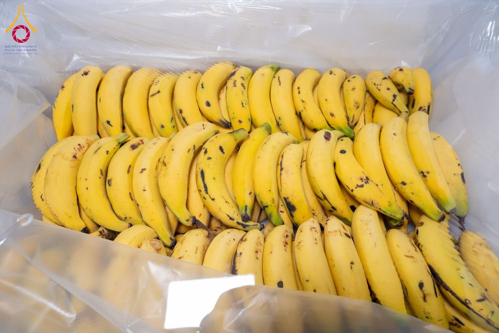 ภาพ No.292651:วันที่ 12 มกราคม พ.ศ. 2569 พิธีถวายภัตตาหารเป็นสังฆทาน แด่พระธรรมยาตรา ณ อนุสรณ์สถานมหาวิหารพระมงคลเทพมุนี (โลตัสแลนด์) อ.สองพี่น้อง จ.สุพรรณบุรี ในโครงการธรรมยาตรา กตัญญูบูชา มหาปูชนียาจารย์ พระมงคลเทพมุนี(สด จนฺทสโร) พระผู้ปราบมาร อนุสรณ์สถาน 7 แห่ง ปี